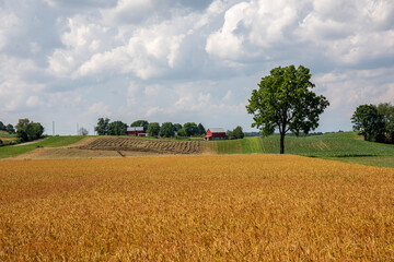 Wall Mural - Golden wheat field in the rolling farmland of Amish country, Ohio