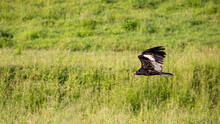 Turkey Vulture Flying Low To The Ground Over A Field