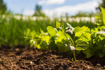 Green young pepper sprouts close-up on a summer day in a rural garden. Agriculture plant growing in bed row. Green natural food crop