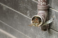 House Sparrow Eating Seeds On A Pipe