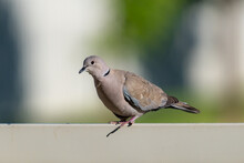Eurasian Collard Dove Perched On A Fence