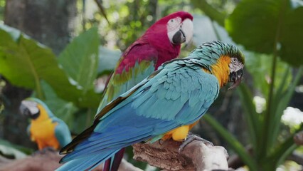 Wall Mural - Exotic blue-and-yellow and red macaws in natural setting near Iguazu Falls in Brazil. 