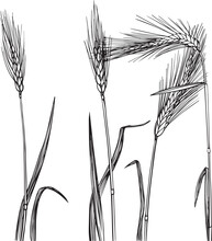 Wheat. A Hand-drawn Meadow With Wildflowers. Black And White Doodle Of Wildflowers And Herbaceous Plants. Monochrome Floral Elements. Vector.