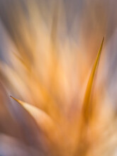 Spiny Needles From A Red Barrel Cactus Mix With Blurred Light In Joshua Tree National Park, California, USA