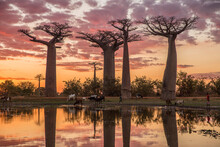 An Amazing Sunset And Reflection In Morondava Looking Toward Baobab Alley, Madagascar