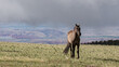 Grulla Gray wild horse stallion on Sykes Ridge overlooking the Bighorn National Recreation area on the border of Wyoming and Montana in the western United States