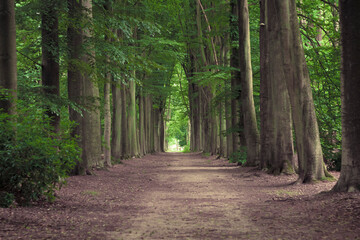 Fototapeta tree-lined hiking path in mastenbos in kapellen, belgium.
