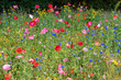 © russell102 - Multicolored flowering summer meadow with red pink poppy flowers, blue cornflowers