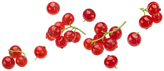 Red currant isolated on white background