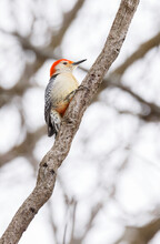 Red Bellied Woodpecker On Branch