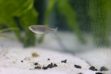 Wall Mural - Zebra Danio Fish in Sand Aquarium