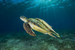 Big green turtle with yellow remora fish on the back swimming peacefully in the deep of Red Sea of Egypt
