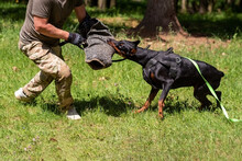 Doberman At An Aggression Training In The Forest.
