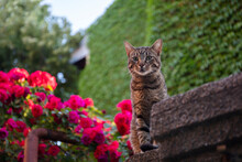 Stripy Cat In Rose Garden