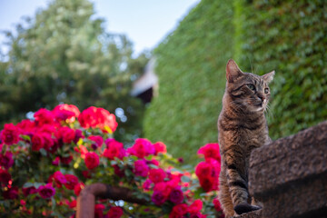 stripy cat in rose garden