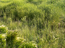 Tall Wild Grass Lakeside Marsh Yard National Park Protection Wetlands Backyard Landscape