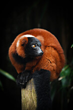 Red Ruffed Lemur Close Up Portrait