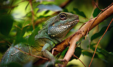 Big Green Lizard Or Green Iguana. Green. Common Iguana Hiding In Green Leaves. 