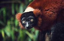 Red Ruffed Lemur Close Up Portrait