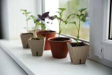 Window Sill With Young Vegetable Seedlings Indoors