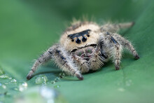 Big Jumping Spider With Prey