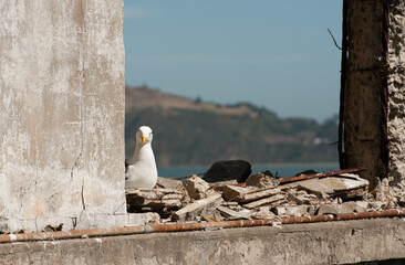 Seagull Looking at Camera