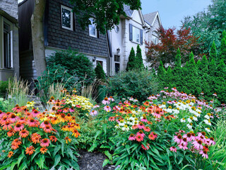 Poster - Home garden with large planting of coneflowers in various colors