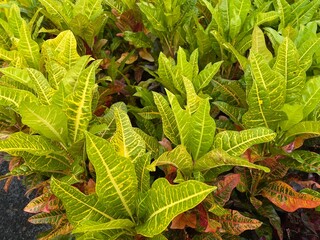 Wall Mural - Colorful garden croton plants (Codiaeum variegatum) leaves background and texture