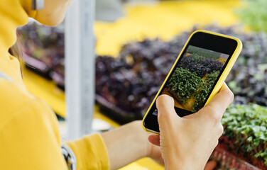 Taking photo of Microgreens growing raw sprouts in female hands. Fresh raw herbs from home garden or indoor vertical farm, full of vitamins for vegans. 