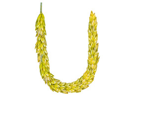 The letter U, made of spikelets of grain on a white background