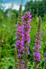 Wall Mural - Purple flowers of Lythrum salicaria on a natural background.