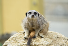 Watchful Meerkat Looking Out For Any Potential Dangers.