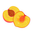 Peach ripe fruit cut in half vector illustration. Cartoon isolated halves of yellow sweet fresh peach or nectarine, fruity pieces for summer delicious vitamin dessert and ingredient for cooking pie