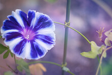 アサガオ「富士の紫」, Morning Glory Flower