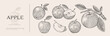 © KOSIM - Set of hand-drawn apples in engraving style. Dessert fruits sliced and whole. Design element for markets, shops, cafes, restaurants, packaging. Vintage botanical illustration on background isolated.