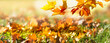 close-up of a beautiful colorful maple tree branch over a meadow with fall leaves in sunshine, autumn nature background concept banner with copy space