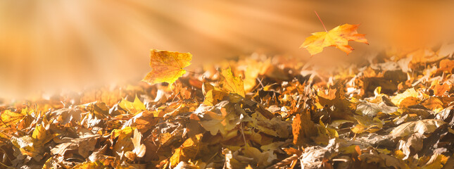 Wall Mural - a close-up of a pile of dry leaves in autumnal sunlight, gardening in golden october season, natural