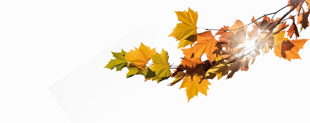 beautiful close-up of a beautiful maple tree branch with colorful leaves isolated on white background with sunlight, autumn concept with copy space