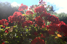 Red Geraniums With The Sky And The Sun Behind Them