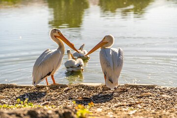 Poster - White American pelicans stand on the shore of Lake Elizabeth in Fremont Central Park.