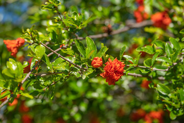 Canvas Print - Red pomegranate flowers. Blooming pomegranate tree.