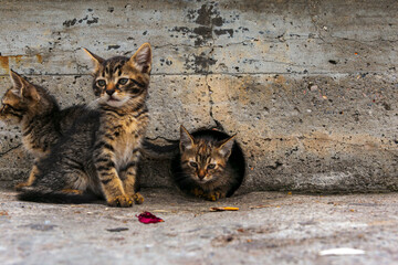 Wall Mural - adorable kittens playing together. cute Kittens outdoor.
