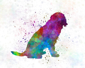 Wall Mural - German Spaniel in watercolor