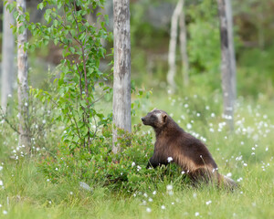 Wall Mural - Wolverine (Gulo gulo) walking on the bog in Finland