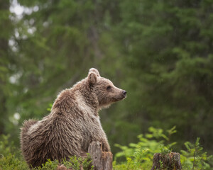 Wall Mural - brown bear (ursus arctos) is sitting on a boreal forest in finland on a rainy day