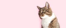 Banner With Brown Tabby Cat Looking Away In Front Of Pink Background. Selective Focus.