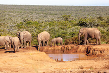 A Herd Of Elephants Refreshing Themselves At A Watering Hole In Addo Elephant Park, South Africa.