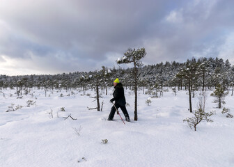 Wall Mural - winter landscape from the swamp, a man in a bright yellow hat wanders through the snow with snowshoes, snowy pine in the background, a wonderful winter day in the swamp, Madiesenu swamp, Dikli, Latvia