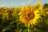 słonecznik kwiat w słońcu na polu pełnym słoneczników