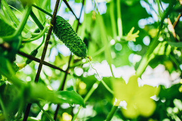 Wall Mural - Cucumber. Young plant cucumbers on a branch in a greenhouse with yellow flowers.